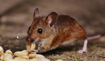 24 Hour & Emergency Exterminators in Flat Rock, OH